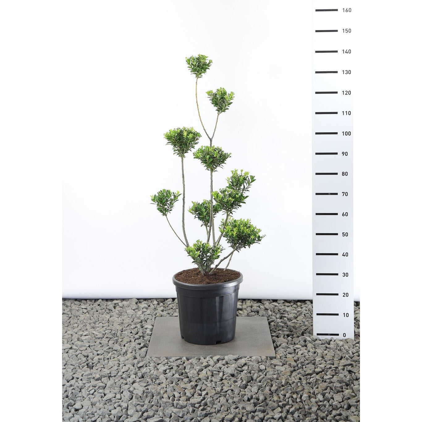 Järnek – Ilex maximowicziana kanehirae - 100-125 CM Multiplateau in Container